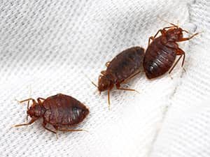Signs You HaveBed Bugs in your area